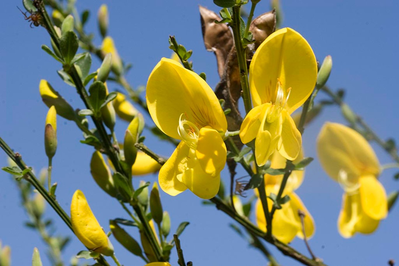 Cytisus scoparius - P9 40-60 CM